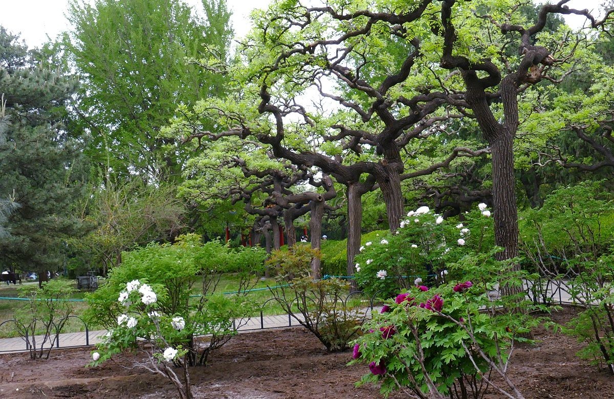 牡丹花卉【三】