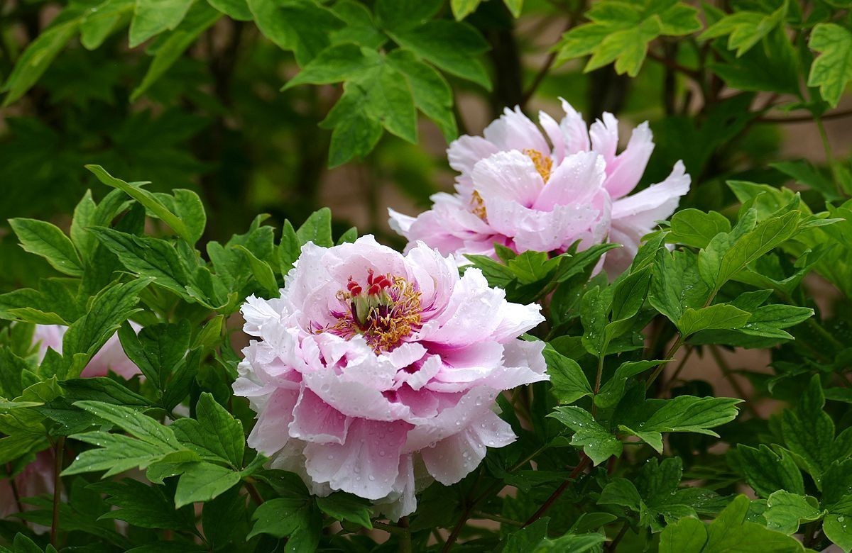 牡丹花卉【三】