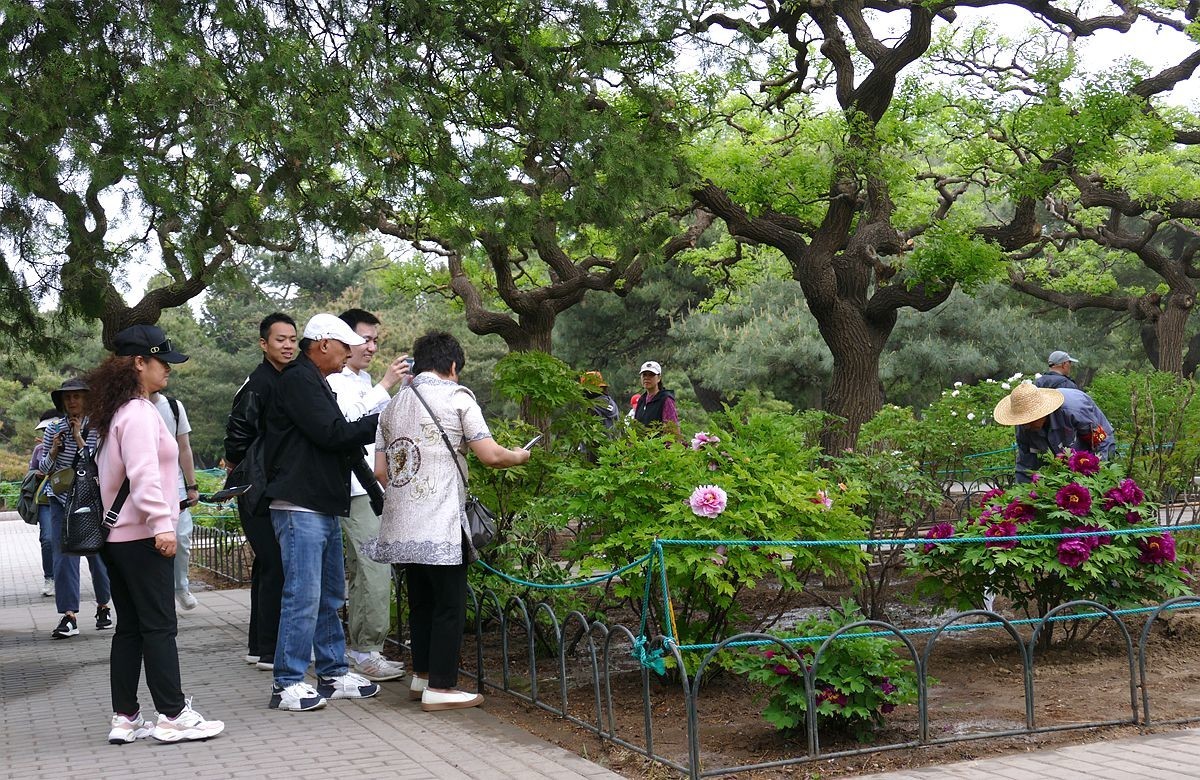 牡丹花卉【三】