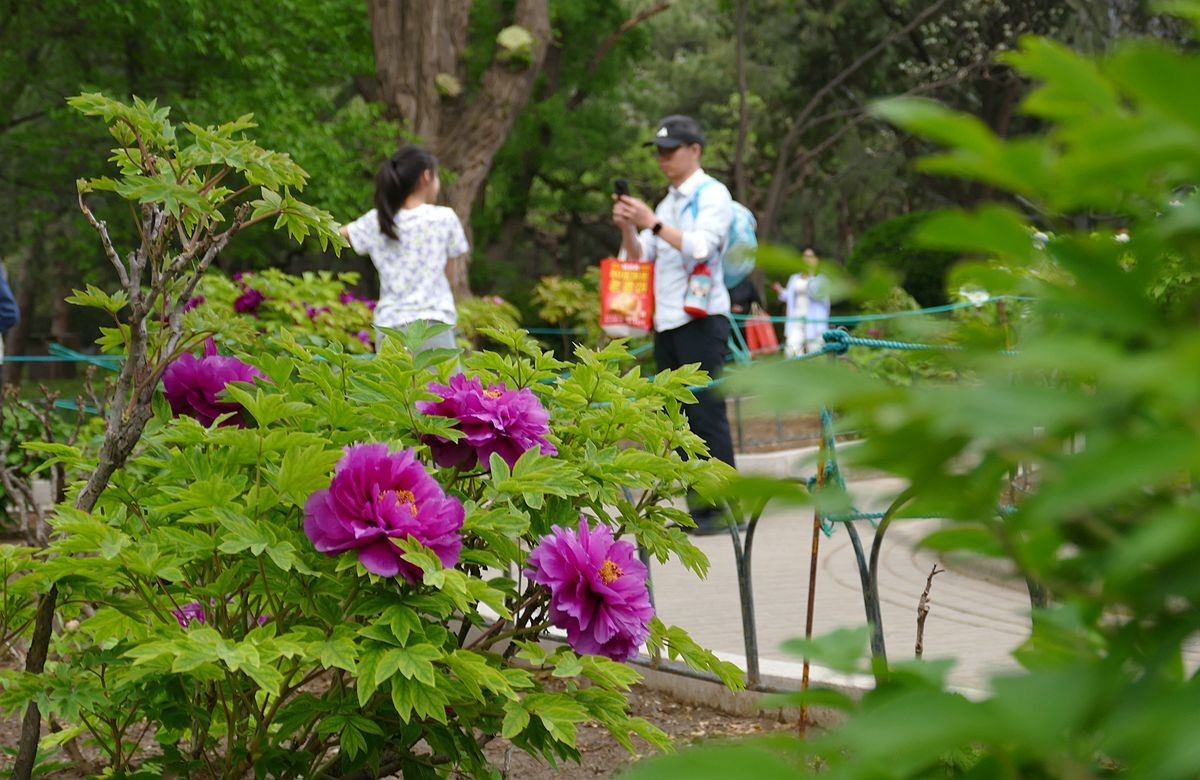 牡丹花卉【三】