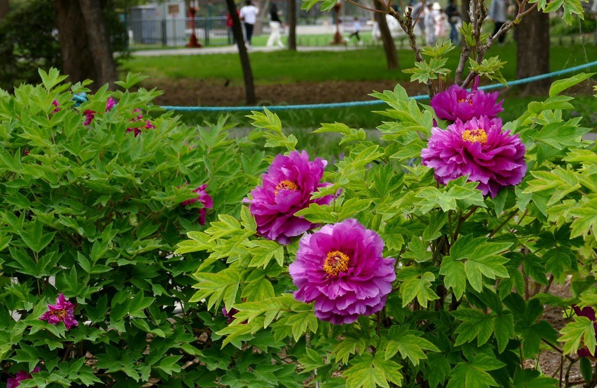 牡丹花卉【三】