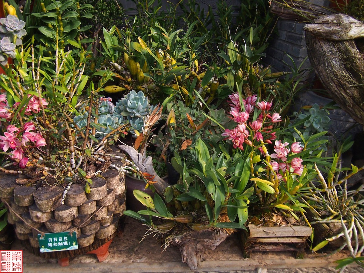 2023.12.21仙草秘境(8）