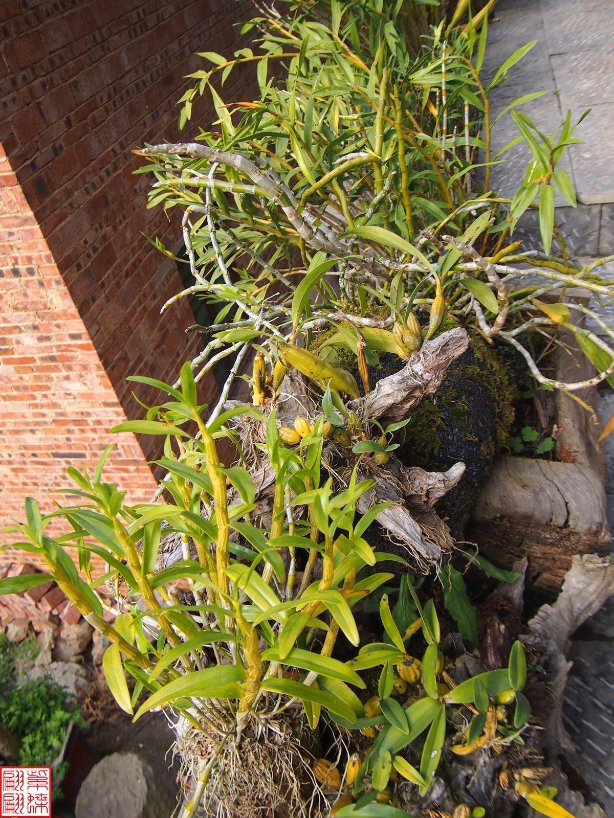 2023.12.21仙草秘境(8）