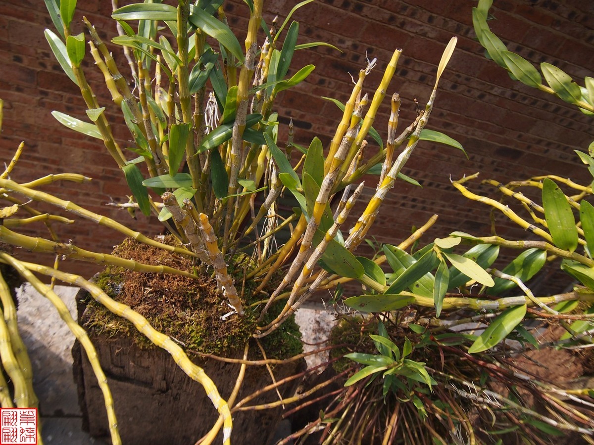 2023.12.21仙草秘境(8）