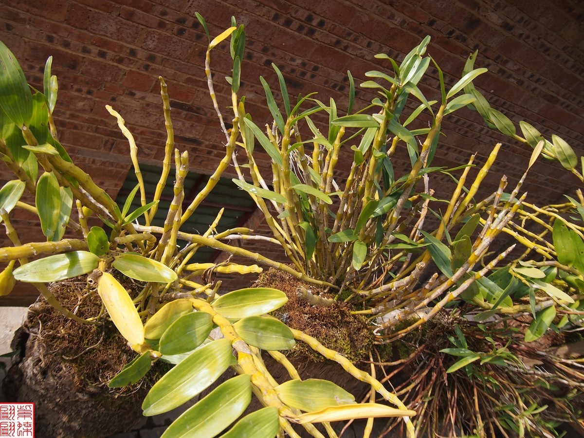 2023.12.21仙草秘境(8）