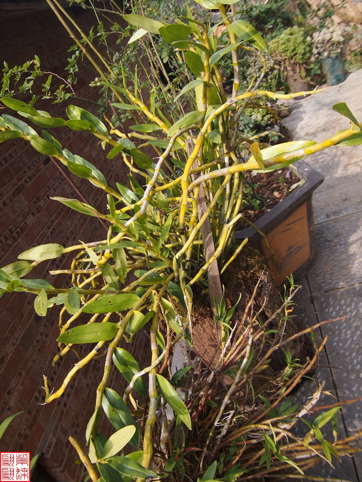 2023.12.21仙草秘境(8）