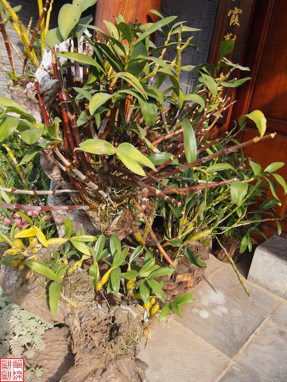 2023.12.21仙草秘境(8）