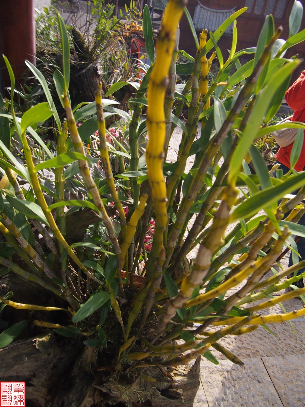 2023.12.21仙草秘境(8）