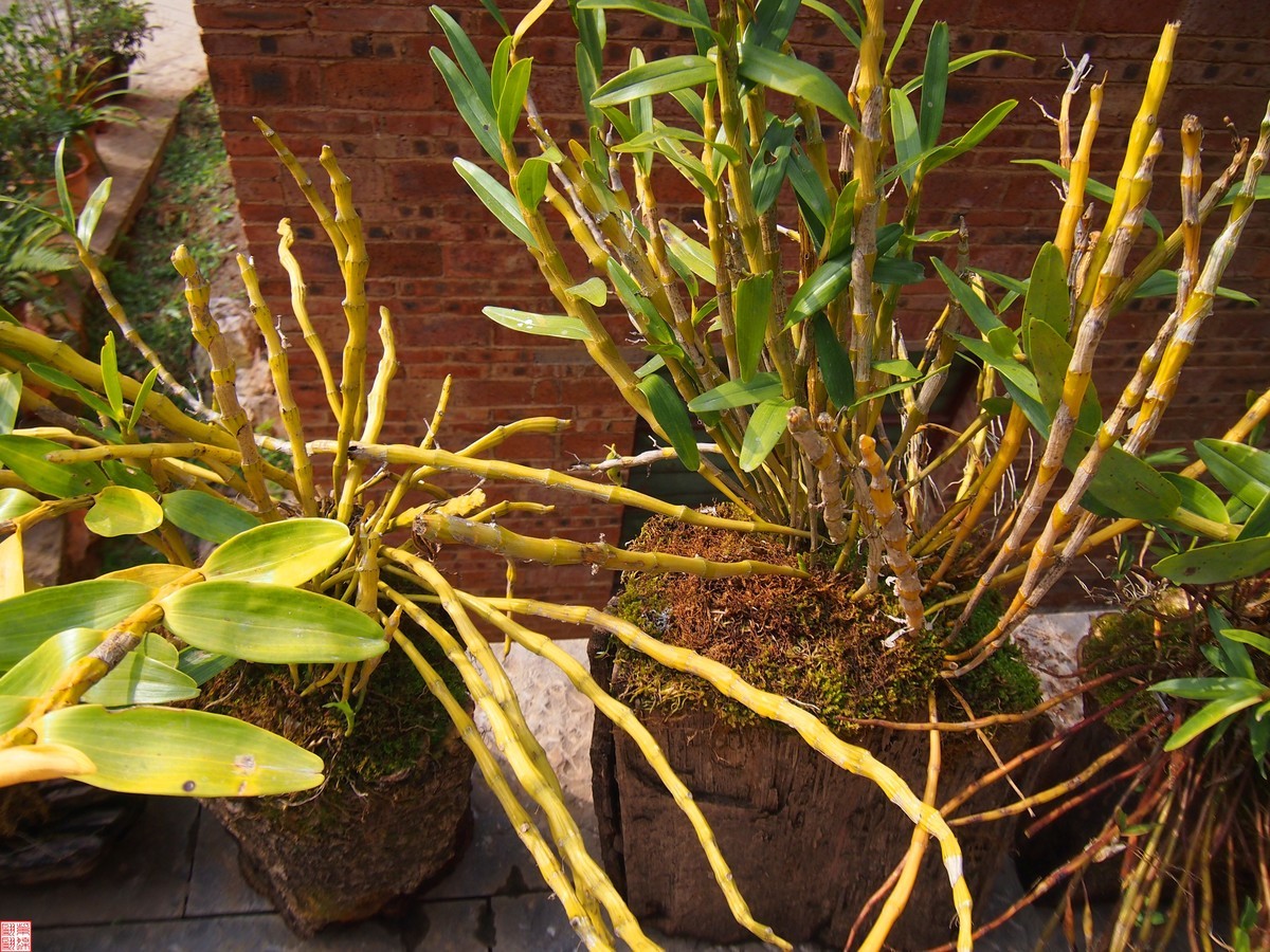 2023.12.21仙草秘境(8）