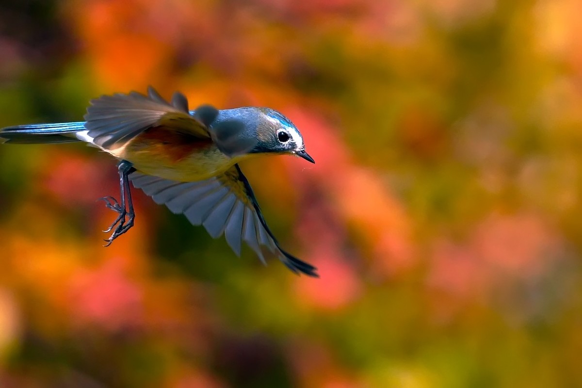 旧片_红胁蓝尾鸲22