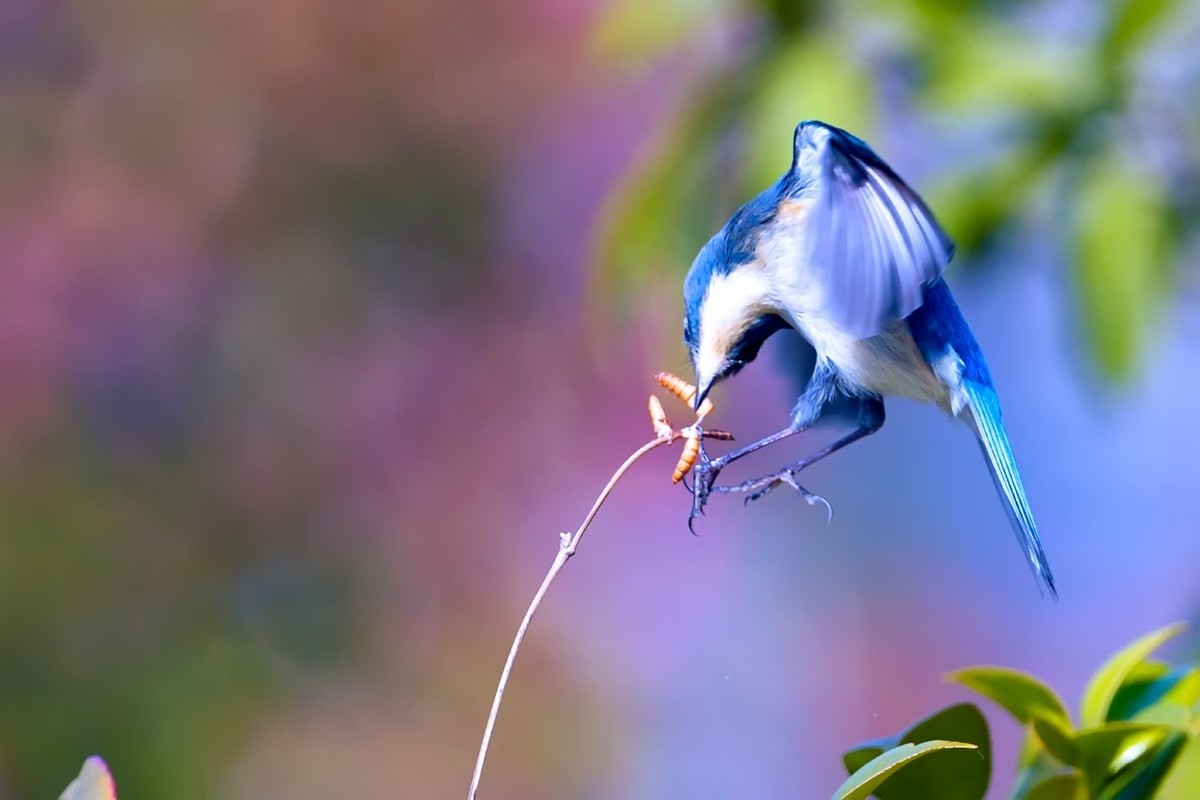 旧片_红胁蓝尾鸲22