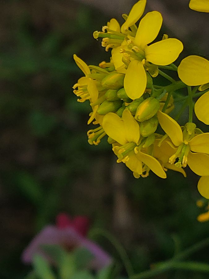 花卉系列【4101】