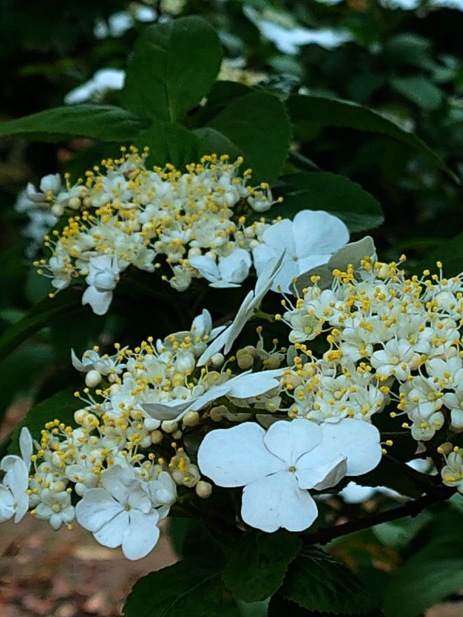 花卉系列【4101】