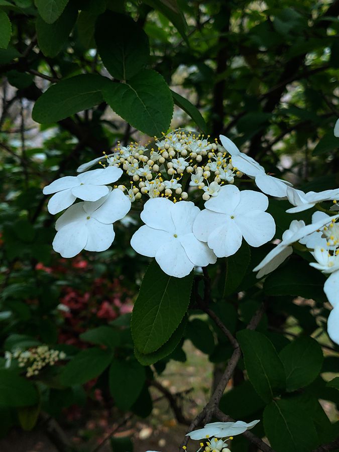 花卉系列【4101】