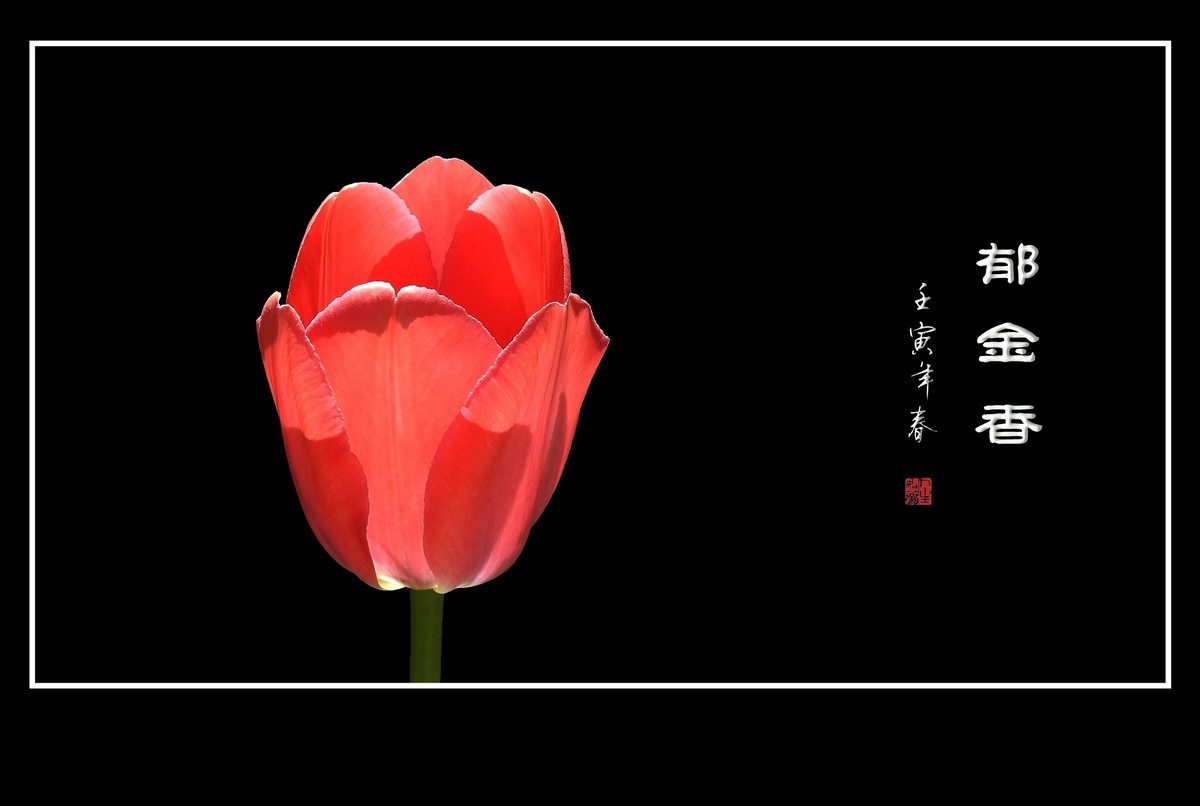 草尖上起舞的郁金香