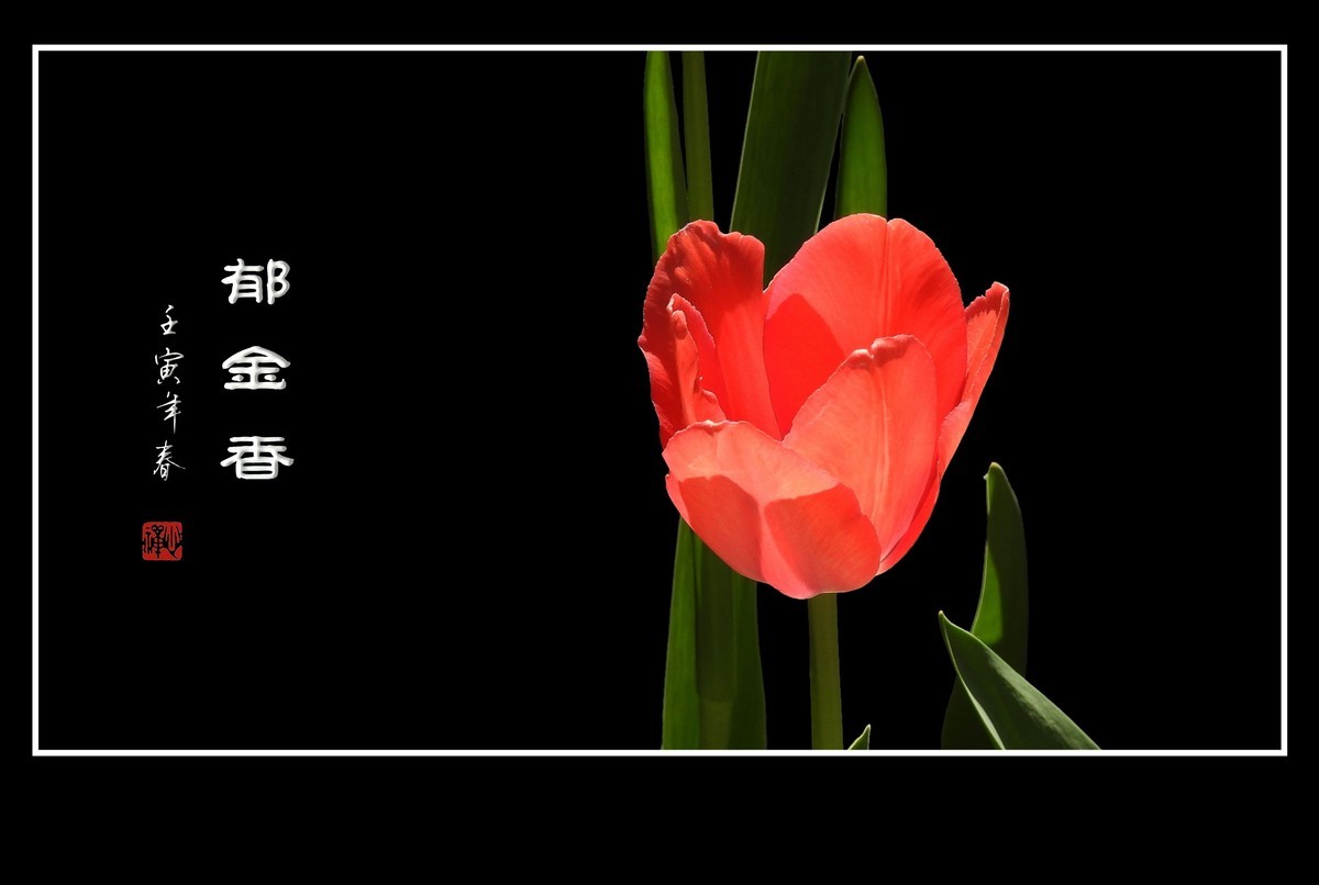 草尖上起舞的郁金香