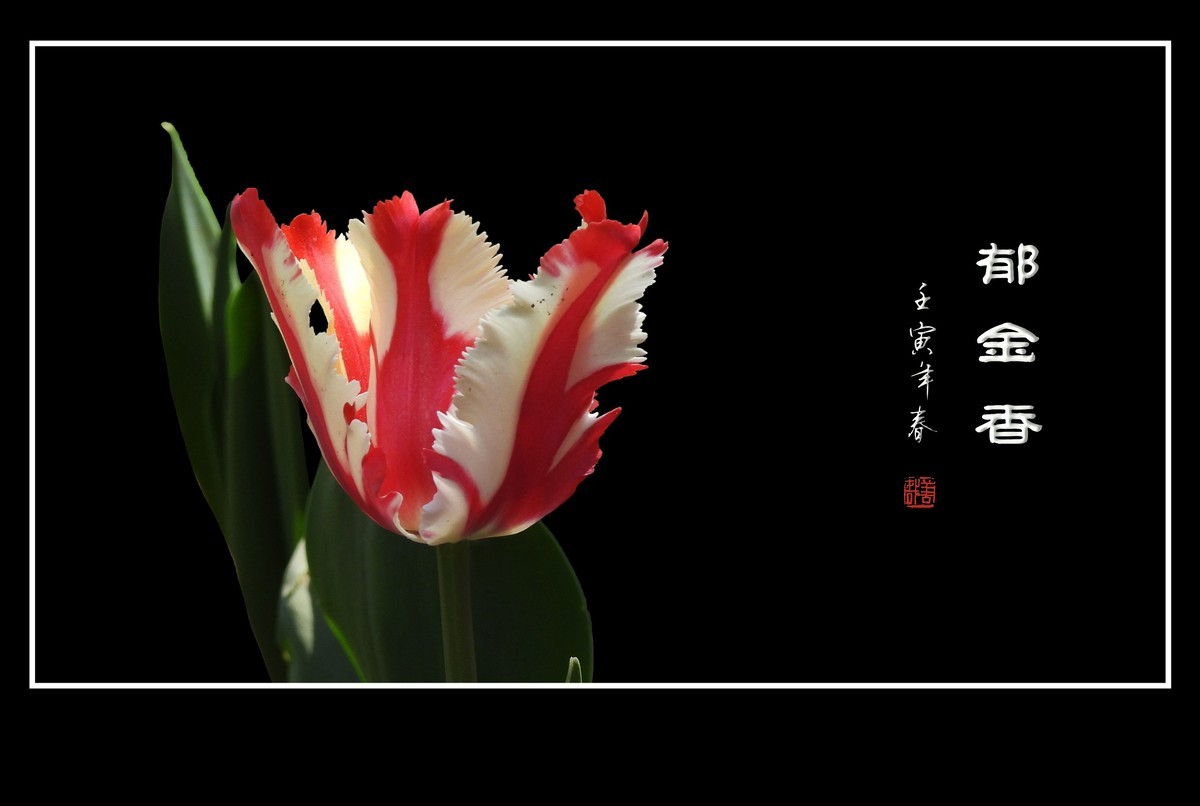 草尖上起舞的郁金香