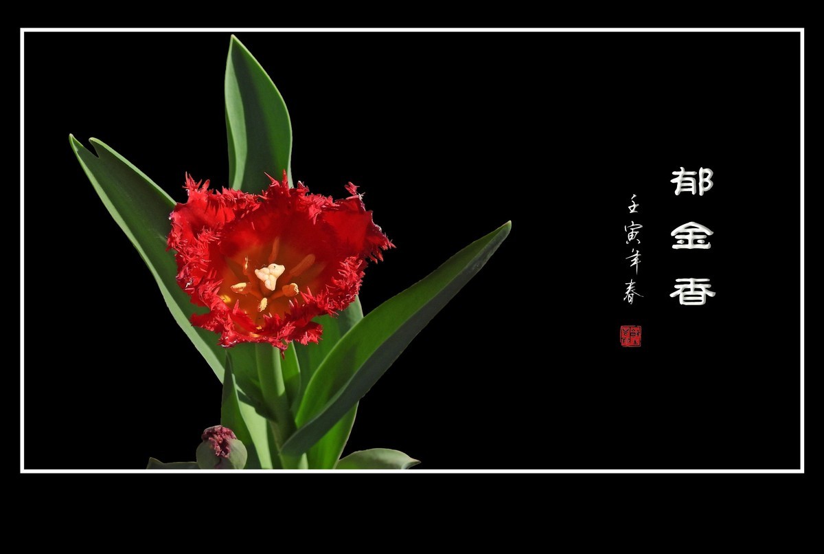 草尖上起舞的郁金香