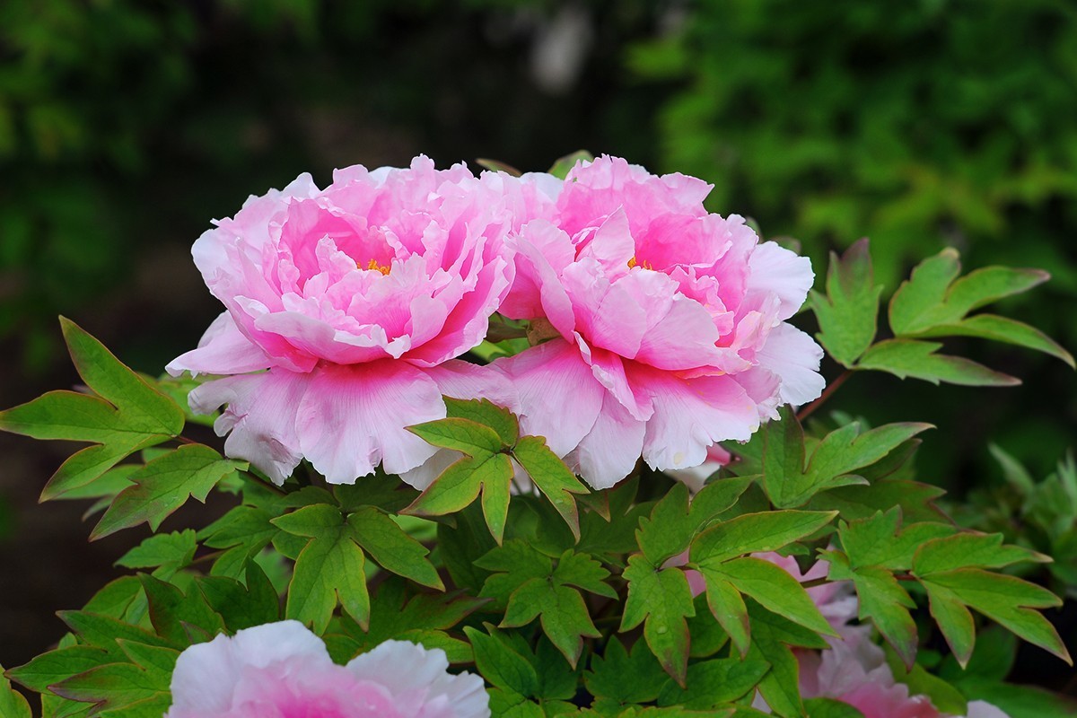 尚未凋谢的牡丹