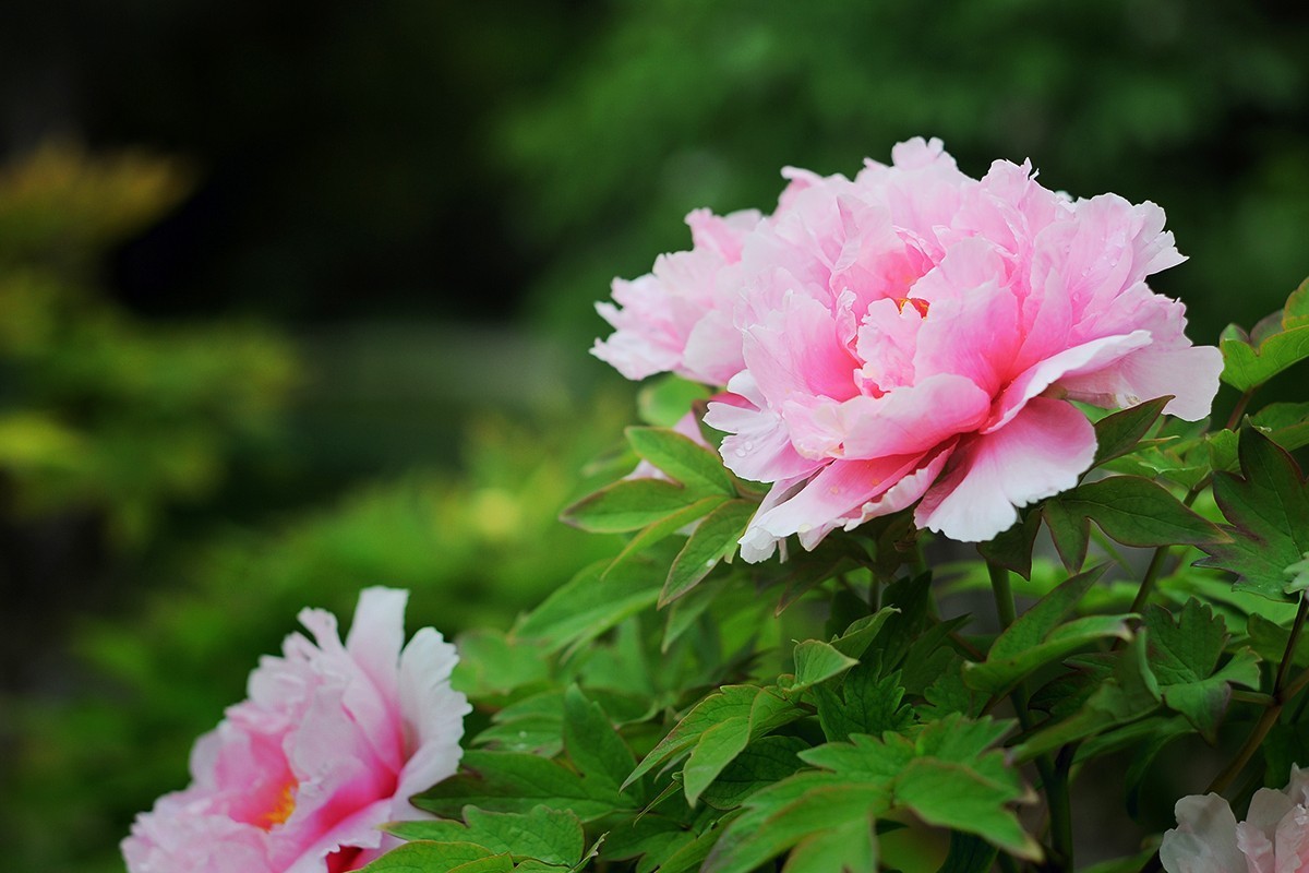 尚未凋谢的牡丹