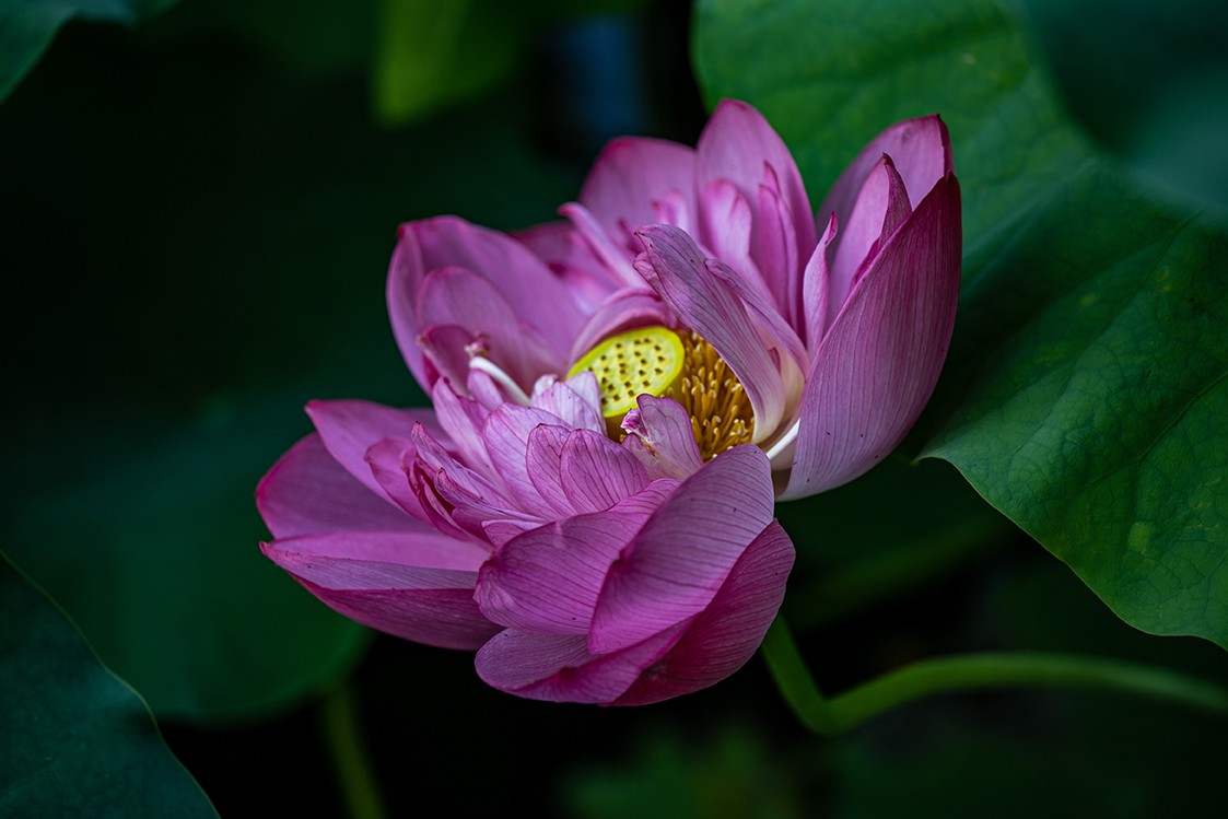 《小池》2023.6.28与莫愁湖