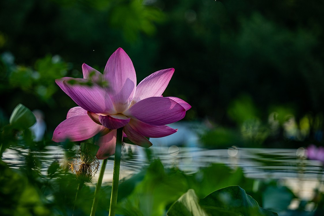 《小池》2023.6.28与莫愁湖
