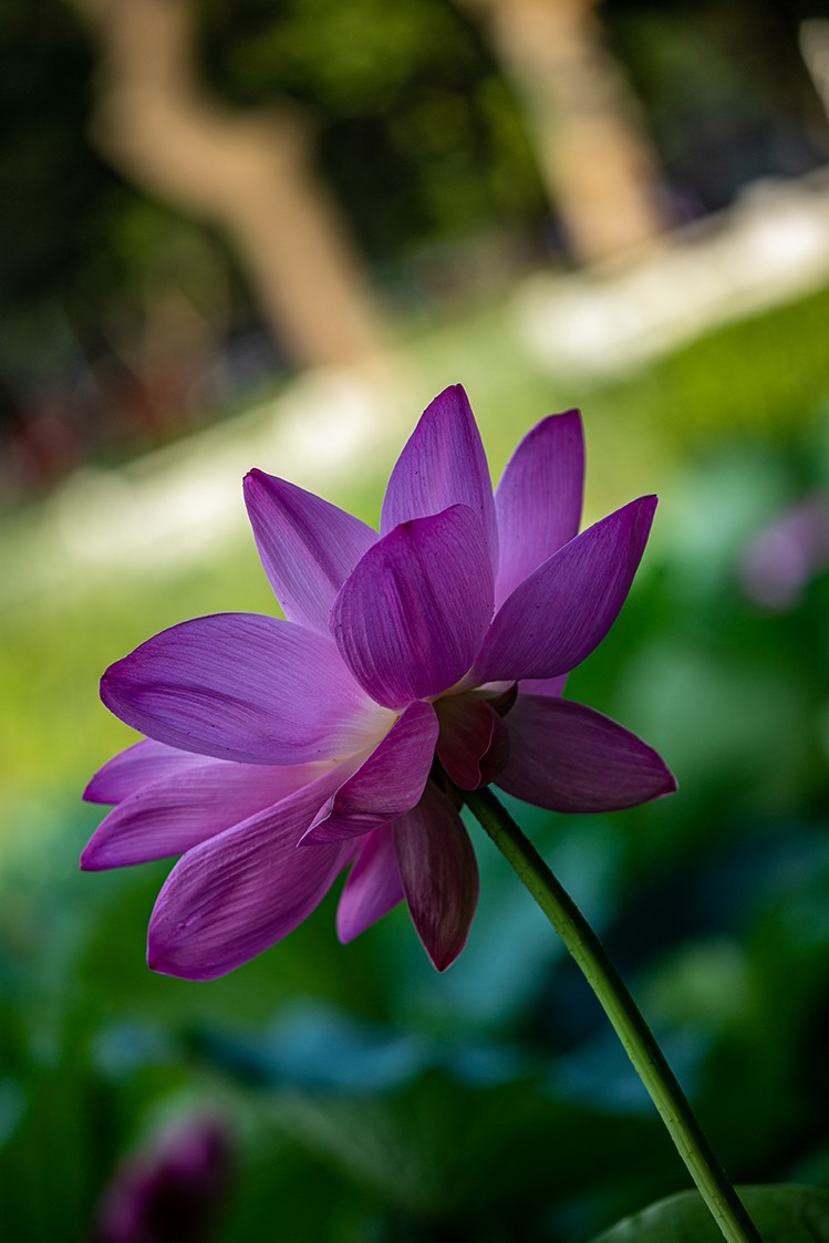 《小池》2023.6.28与莫愁湖