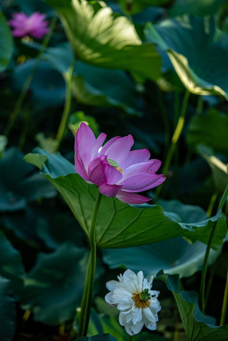 《小池》2023.6.28与莫愁湖