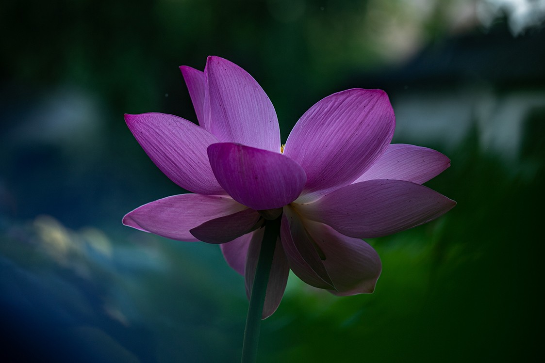 《小池》2023.6.28与莫愁湖