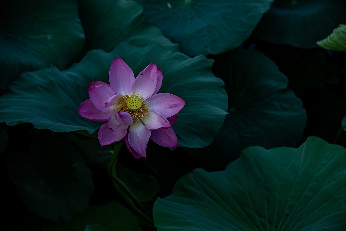 《小池》2023.6.28与莫愁湖