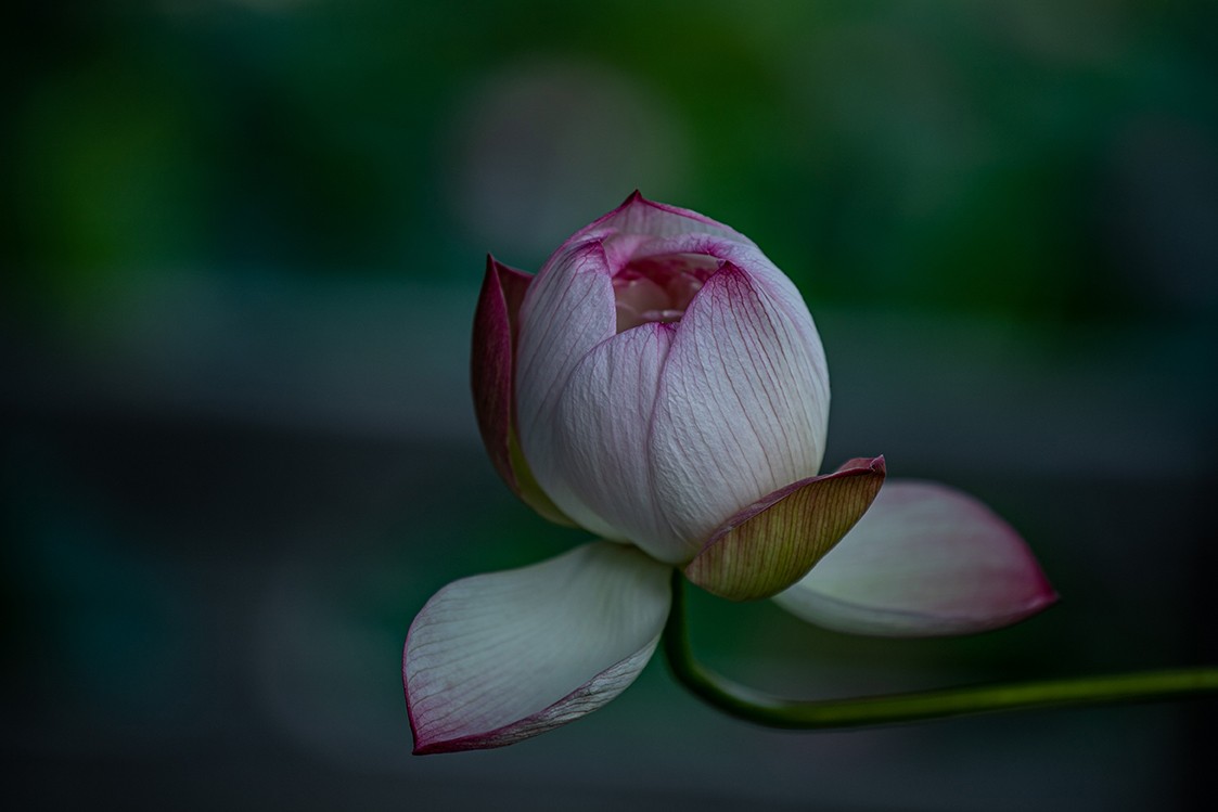 《小池》2023.6.28与莫愁湖