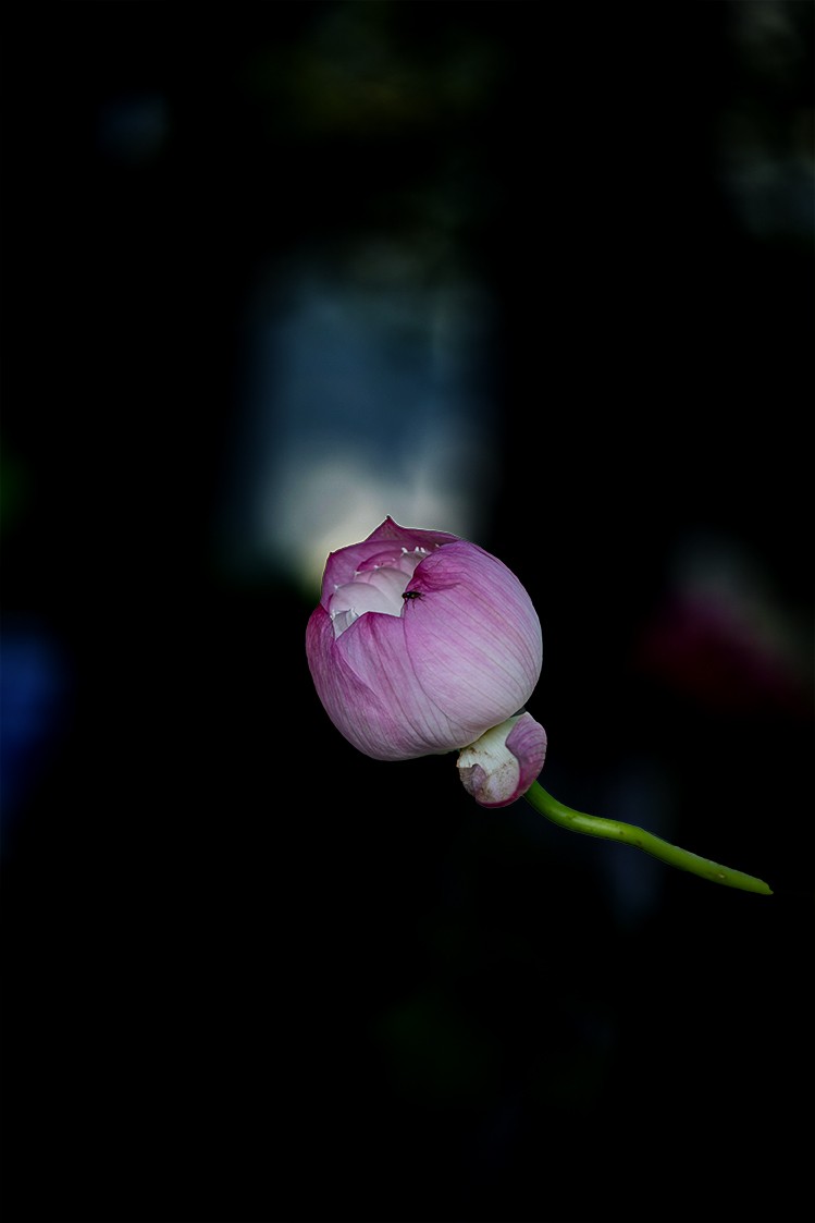 《小池》2023.6.28与莫愁湖