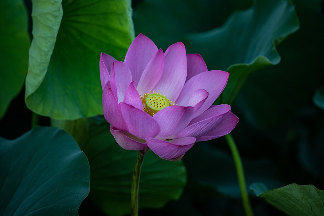 《小池》2023.6.28与莫愁湖