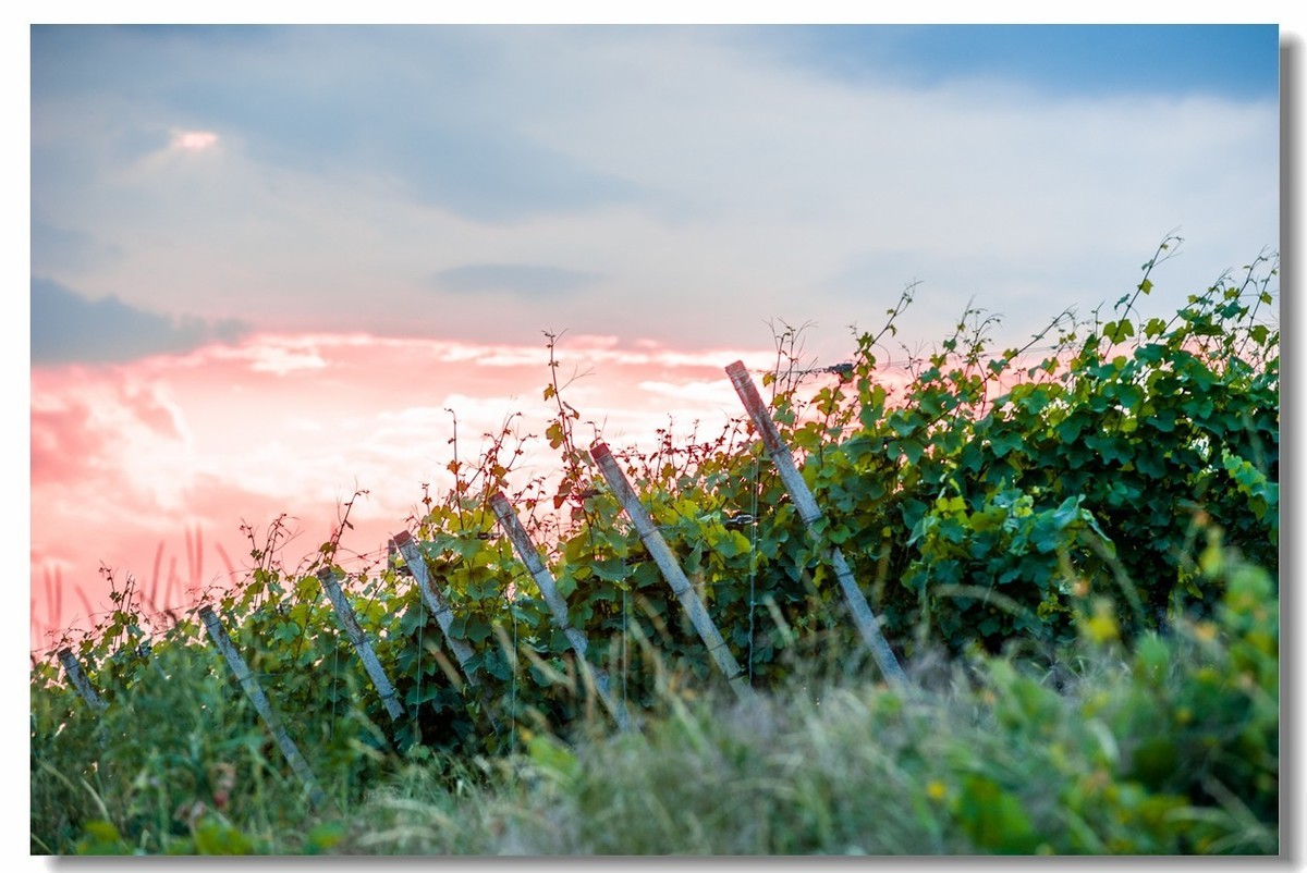 青山依旧，夕阳几度