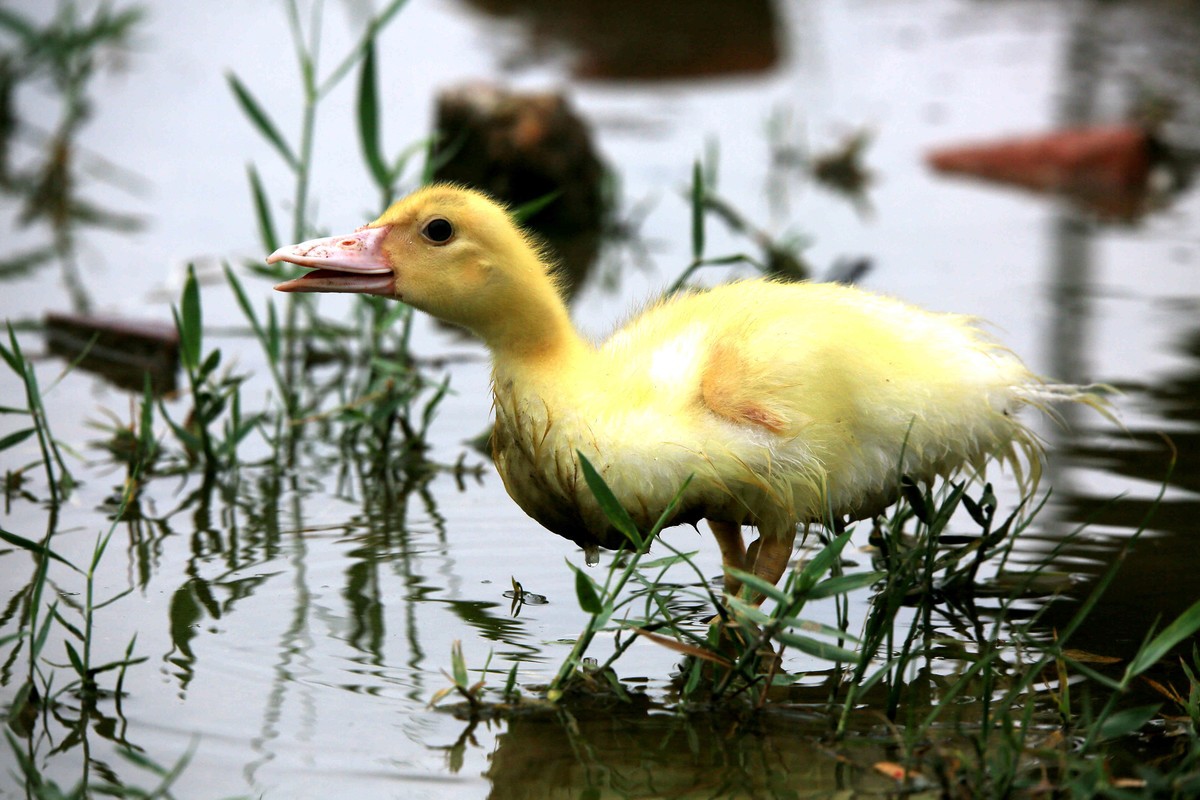 2023年拍雏鸭