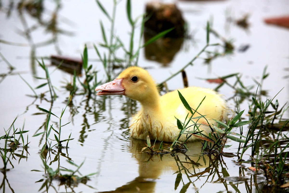 2023年拍雏鸭