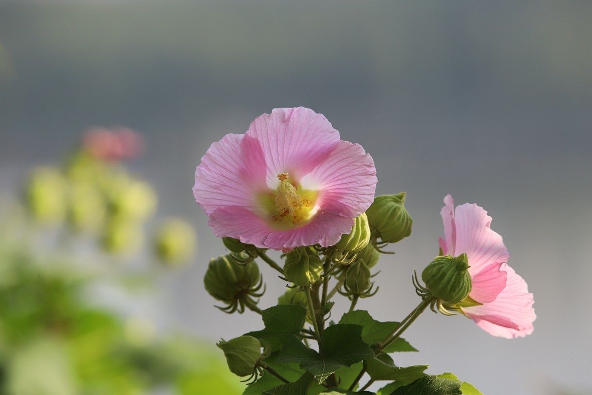 湿地公园木芙蓉