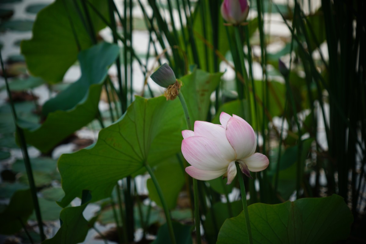 荷花