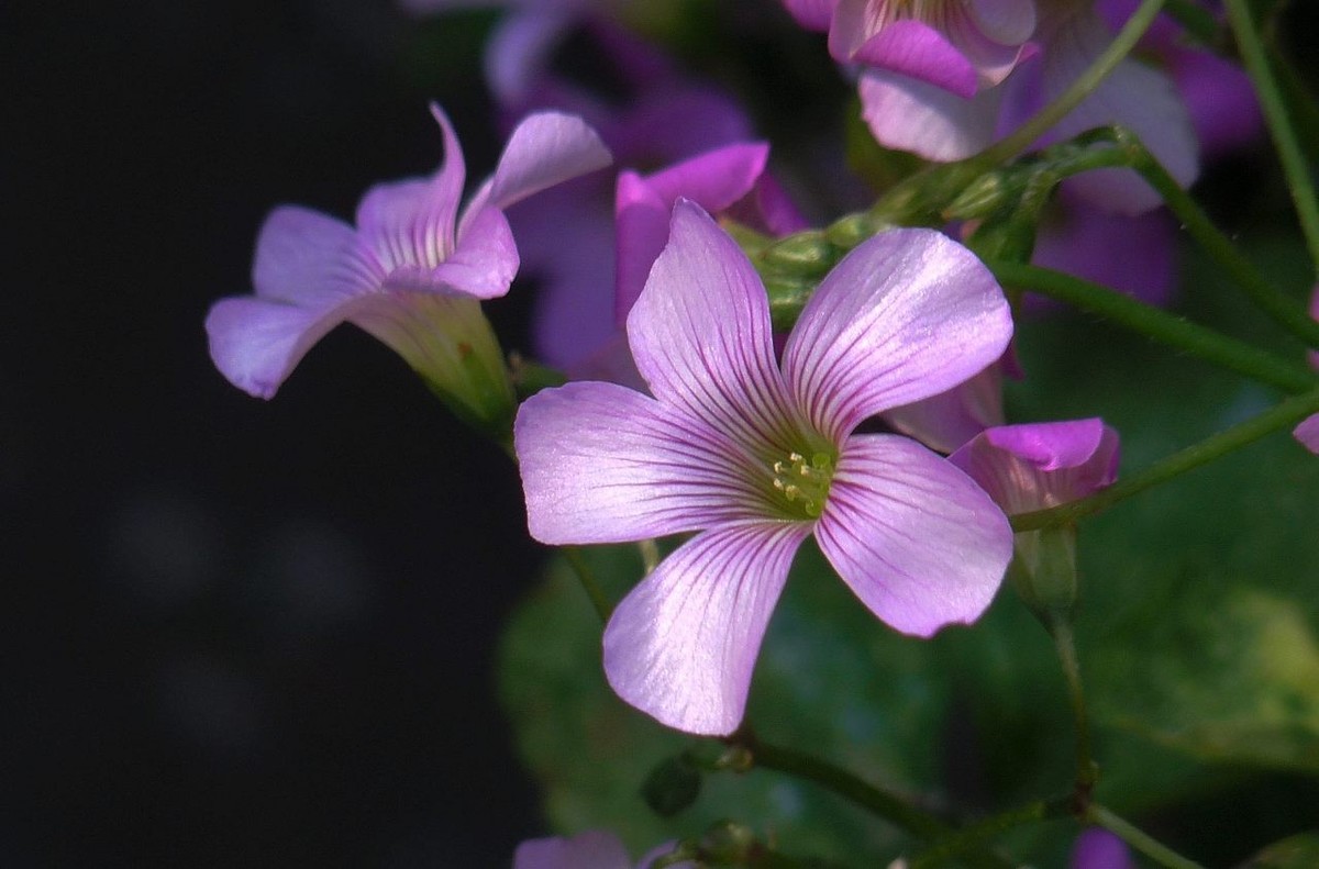 生命力顽强的酢浆草花