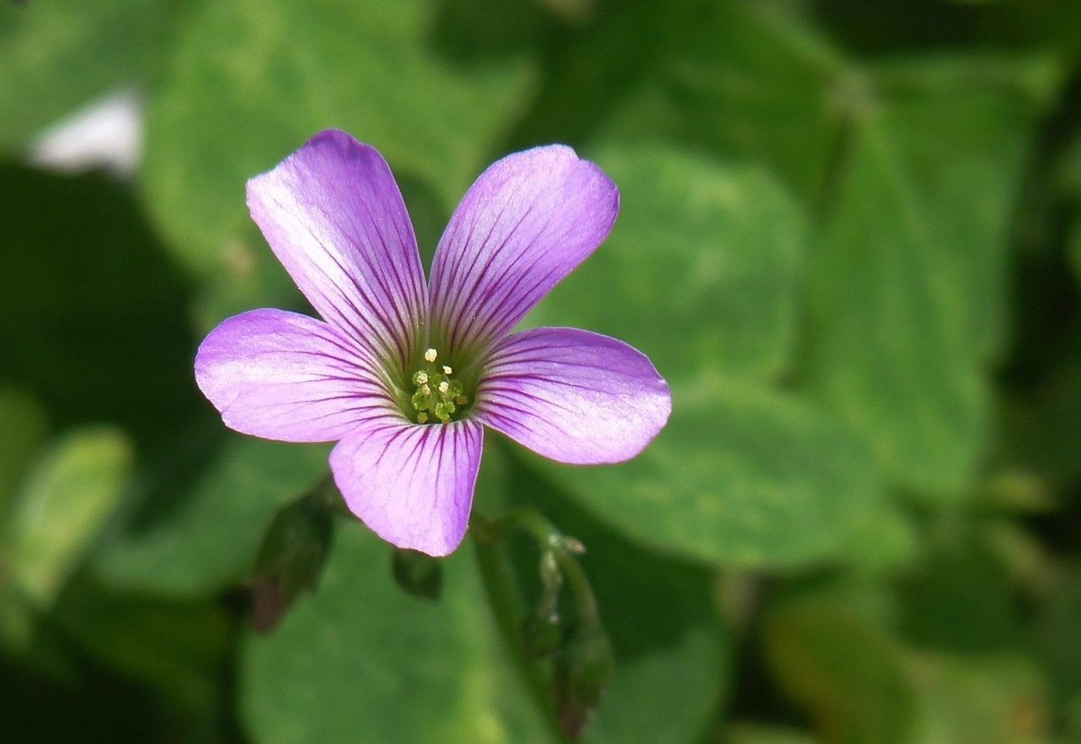生命力顽强的酢浆草花