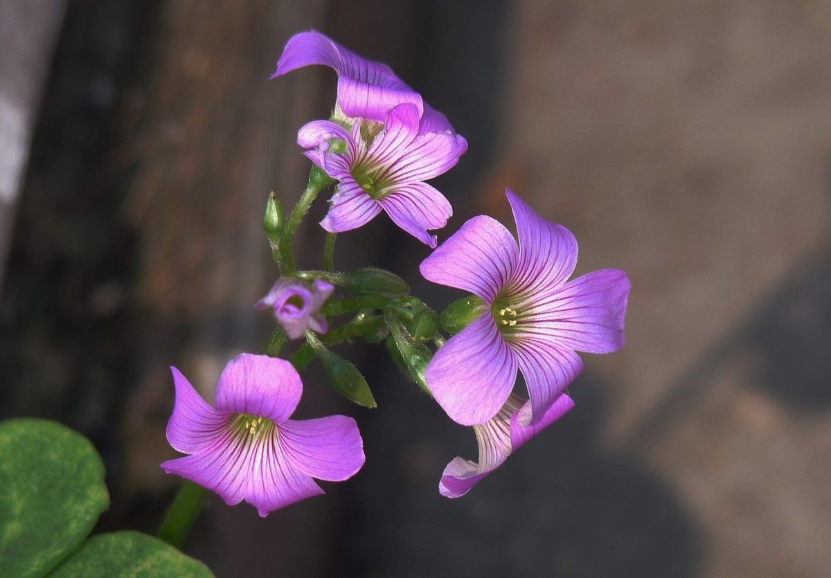 生命力顽强的酢浆草花
