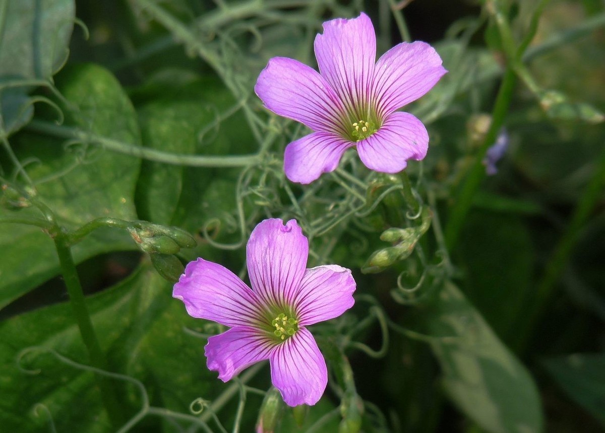 生命力顽强的酢浆草花