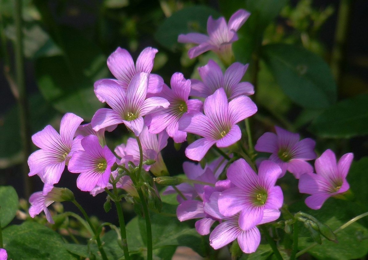 生命力顽强的酢浆草花