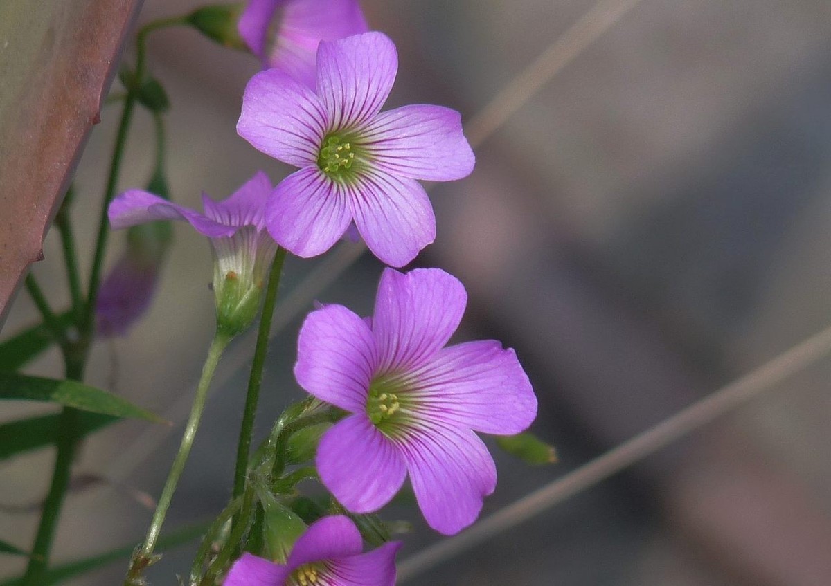 生命力顽强的酢浆草花