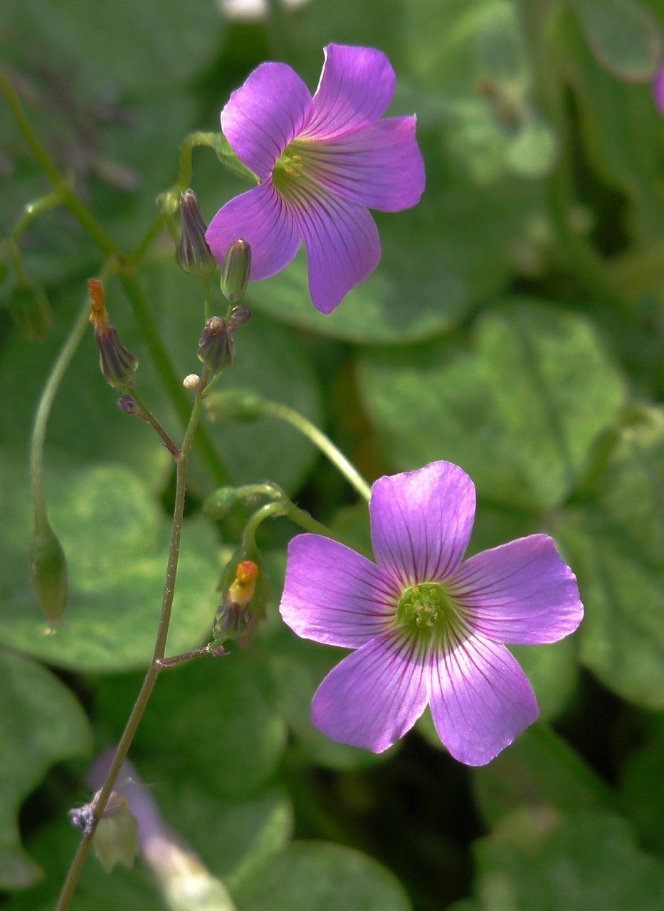 生命力顽强的酢浆草花
