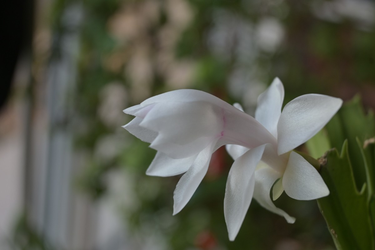 蟹爪兰【白】