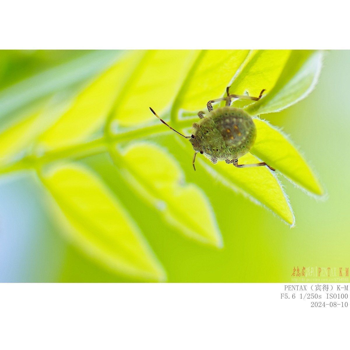 紫藤嫩叶上的小甲虫