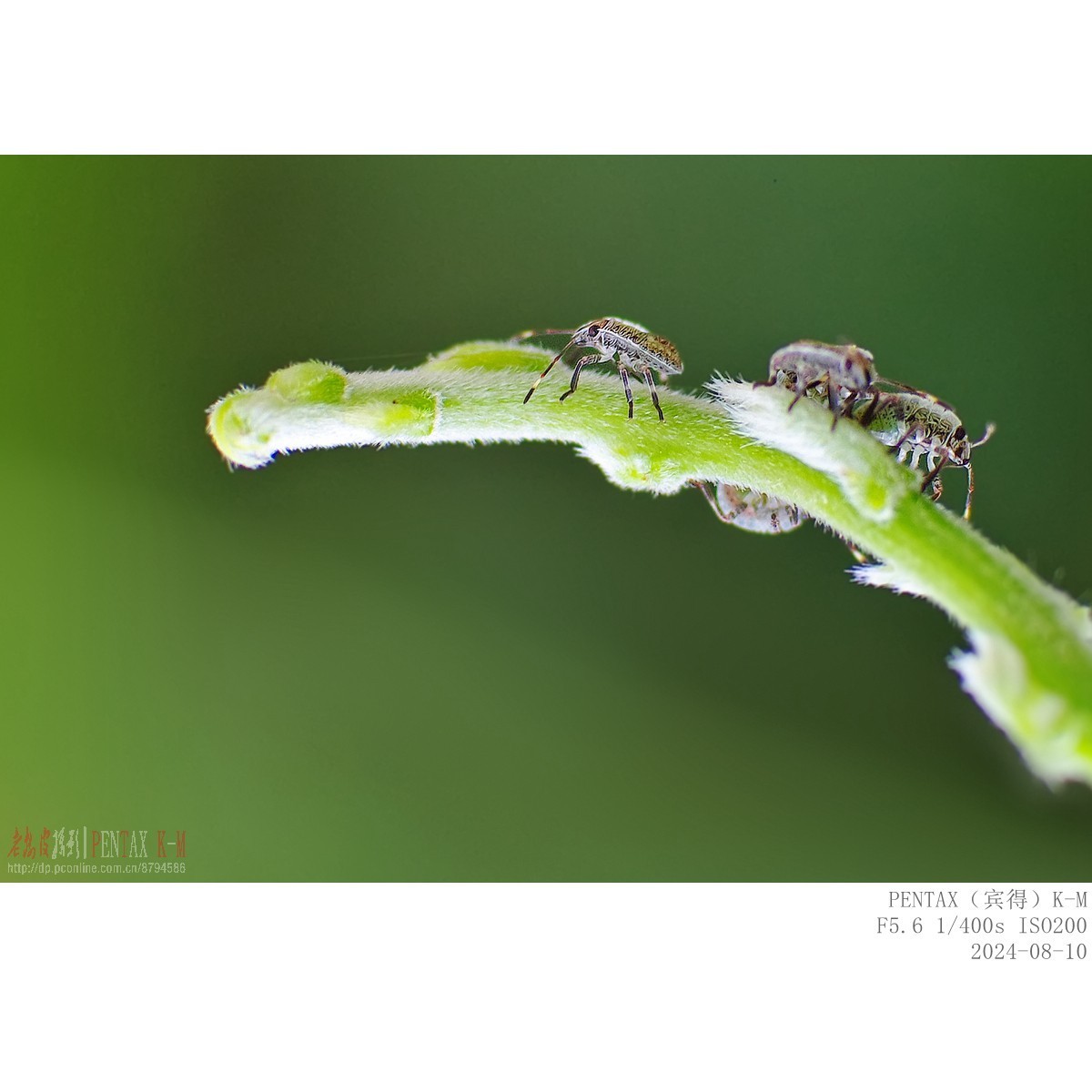 紫藤嫩叶上的小甲虫