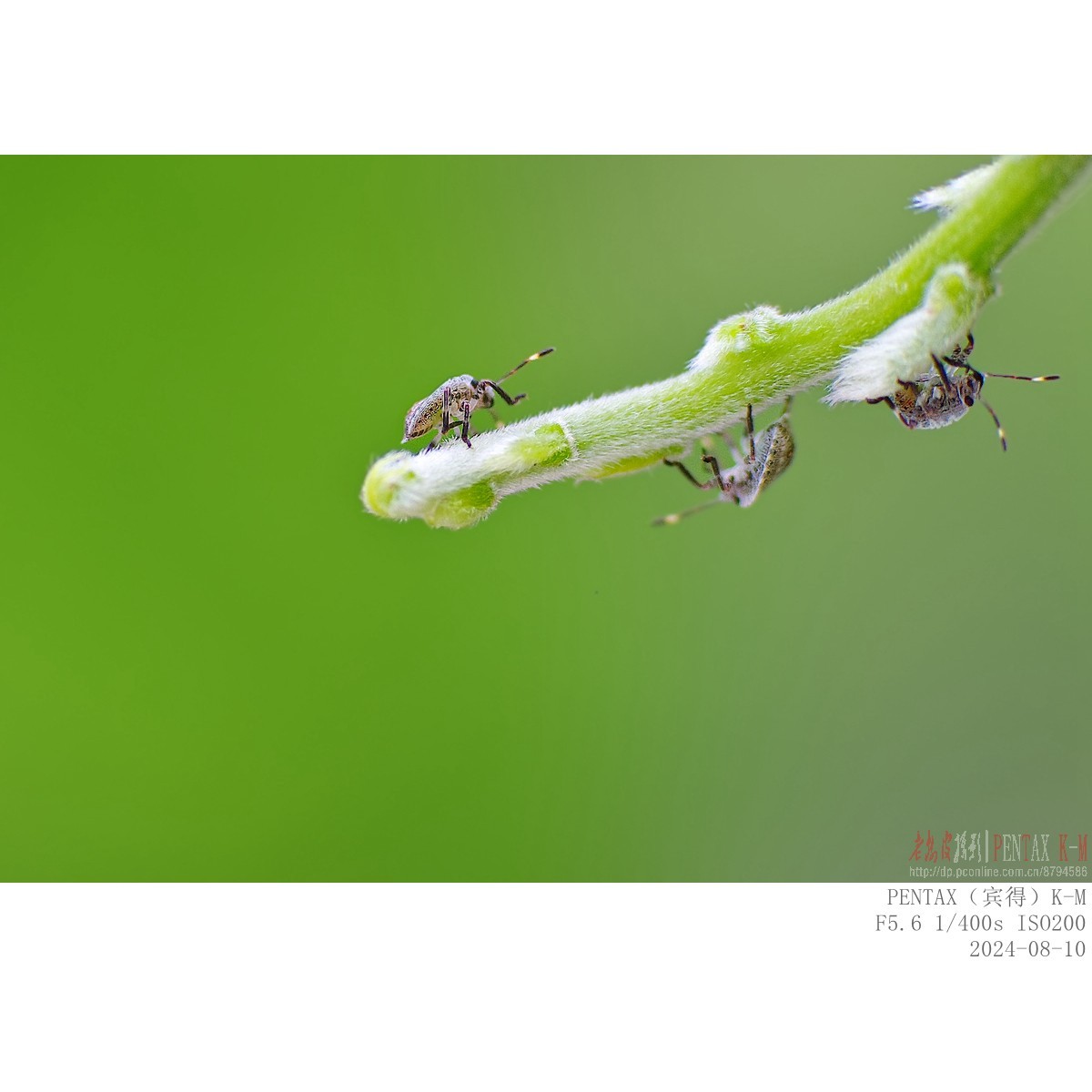 紫藤嫩叶上的小甲虫