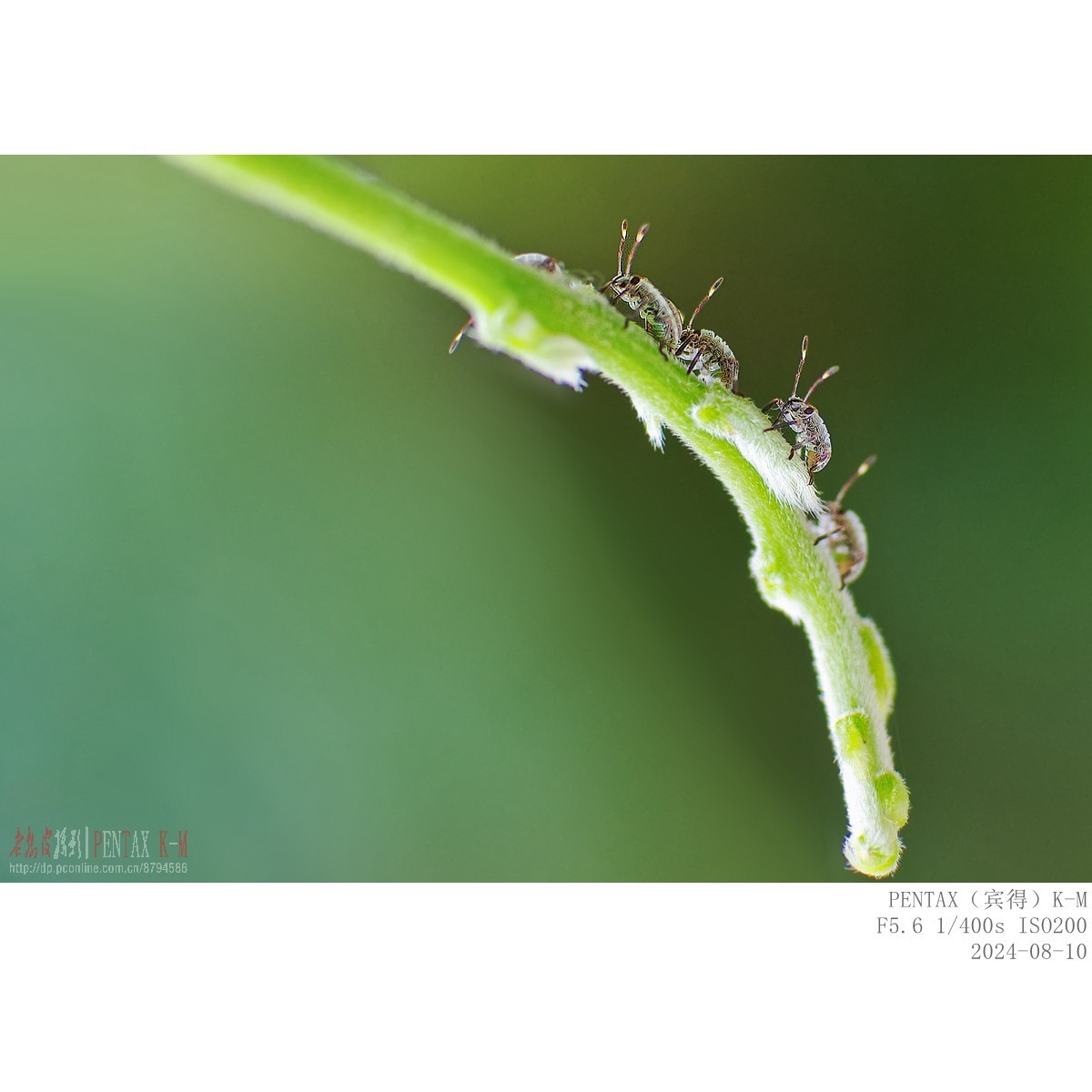 紫藤嫩叶上的小甲虫